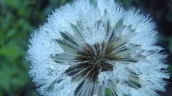 Frosty Flower
