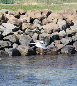 peaceful flight, bellambi boat ramp